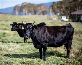 Importing Foreign Beef is Not the Answer